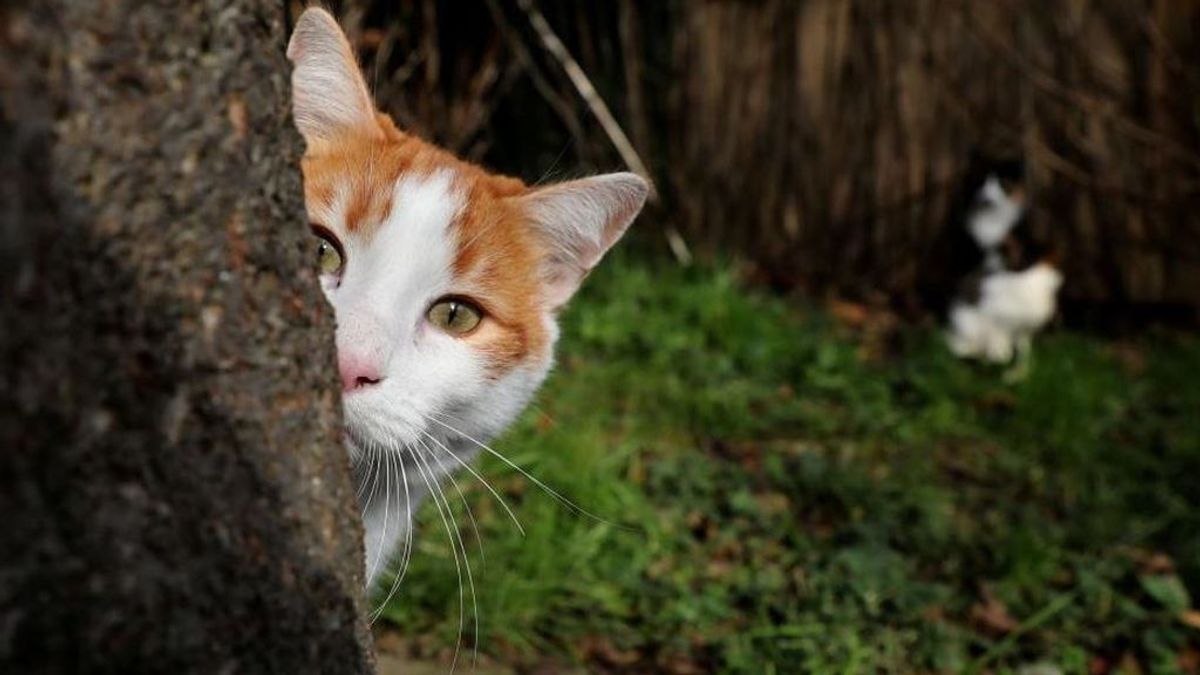 Descubren una nueva especie de gato en la isla de  Córcega