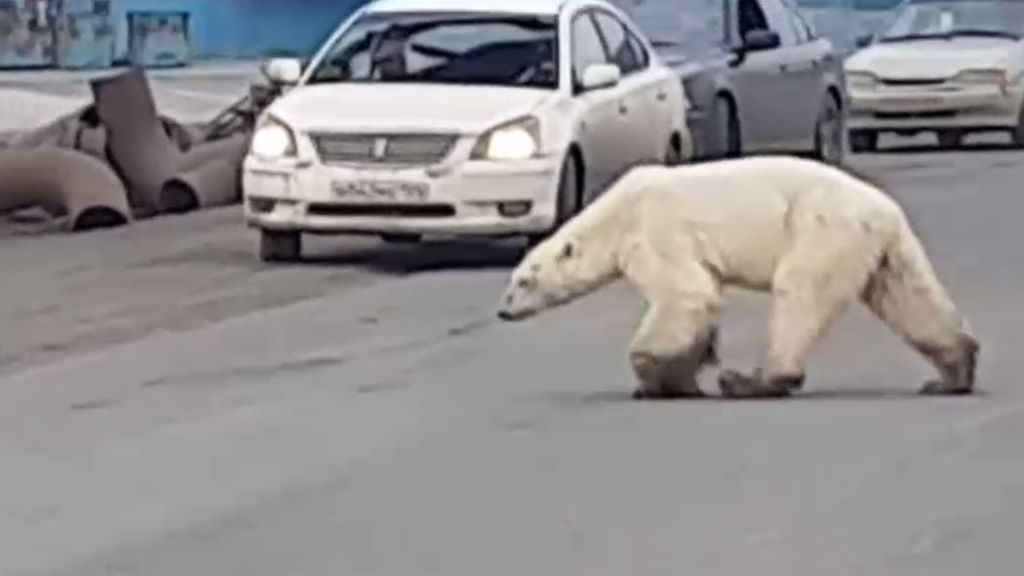 Una osa polar busca comida en una ciudad rusa debido al cambio climático