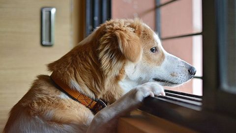 Es maltrato animal que un perro viva en dos casas por ser de custodia  compartida? | Cuatro al día