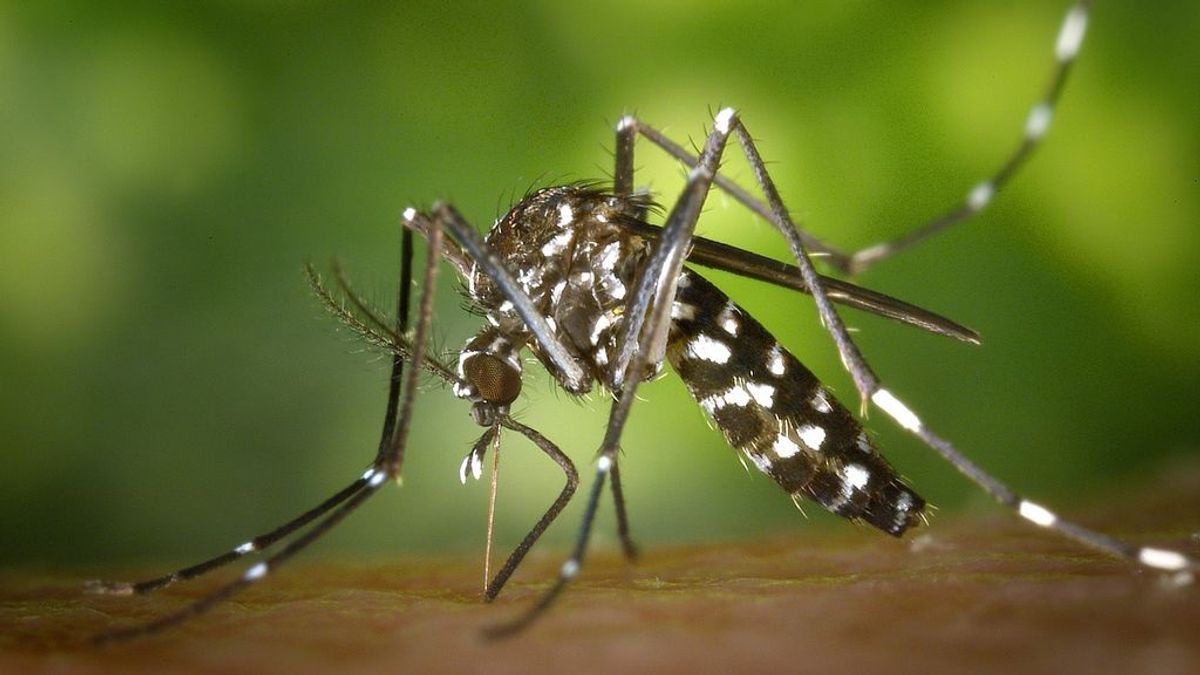 Todo sobre el chikunguña, la enfermedad tropical que ha llegado a España