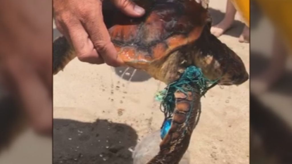 Los numerosos peligros del plástico para las tortugas