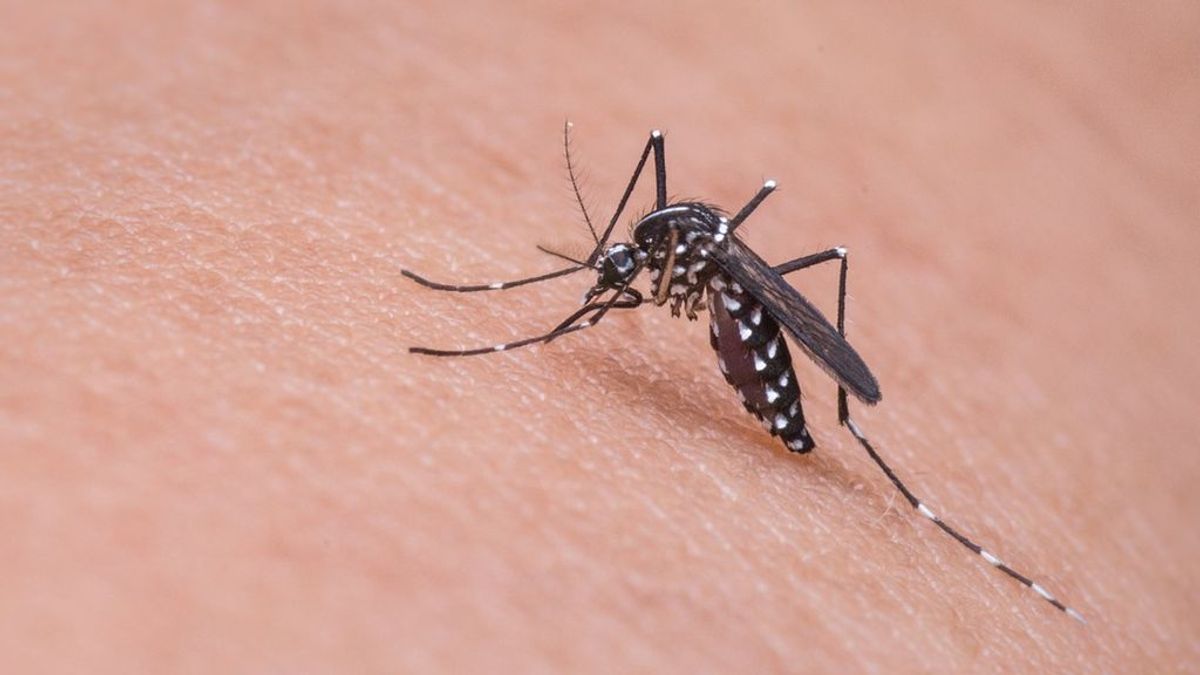 Picaduras de mosquitos: 10 consejos para evitarlas