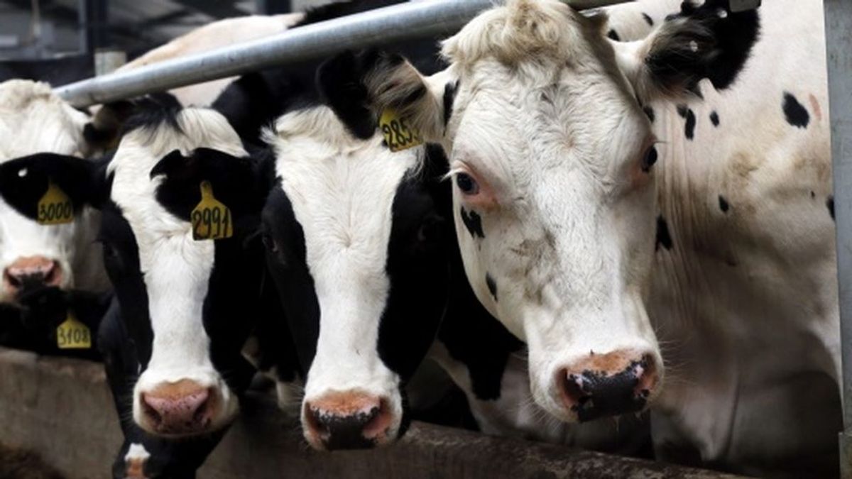 Vacas vivas con el estómago perforado: el escándalo de una granja francesa