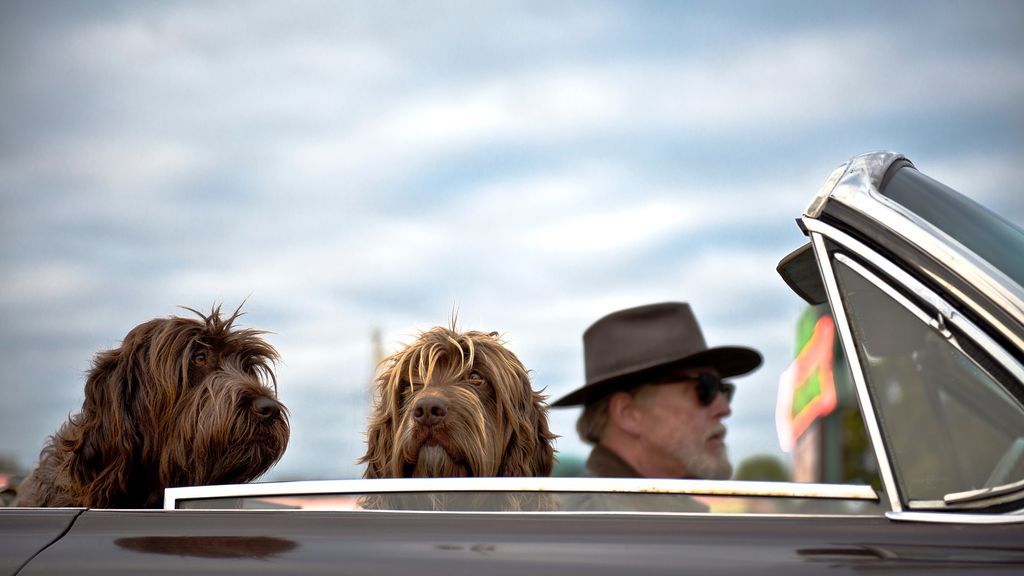 Upper en coche con sus perros