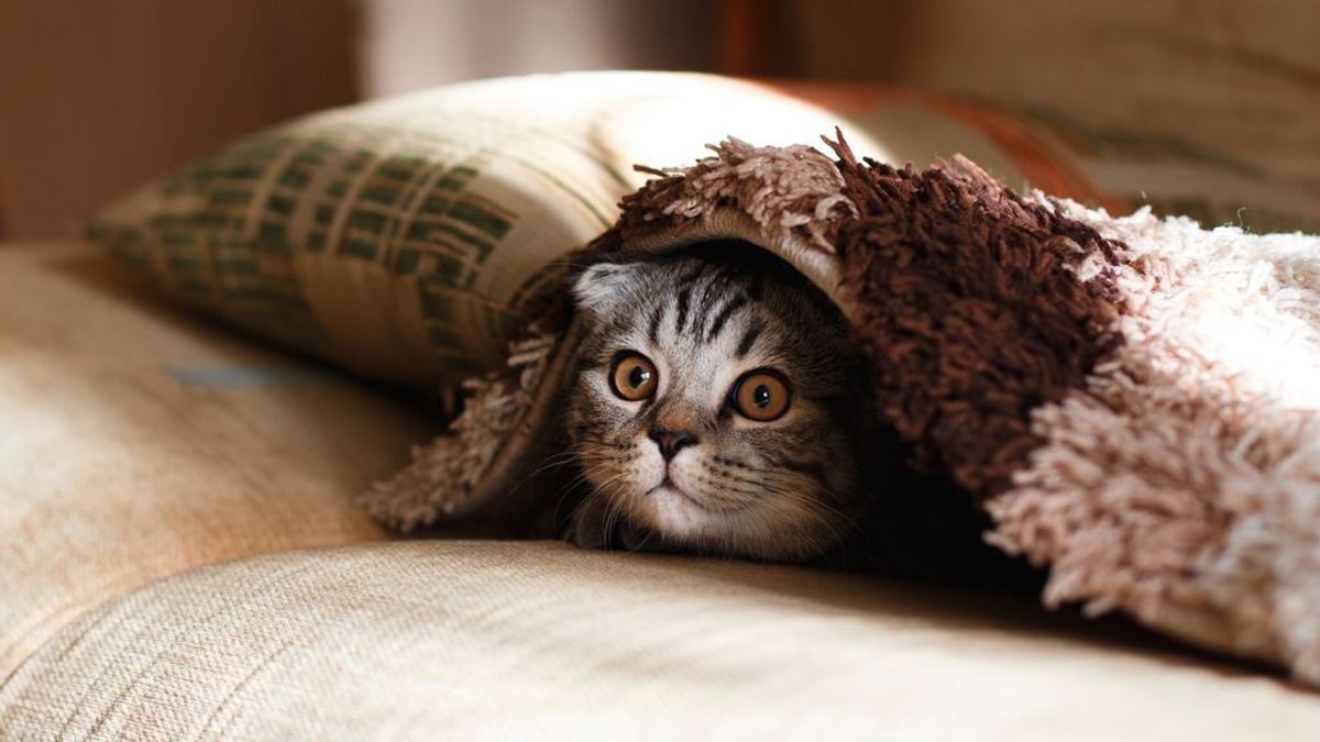 Nuevo reto para los más observadores: encuentra al gato escondido