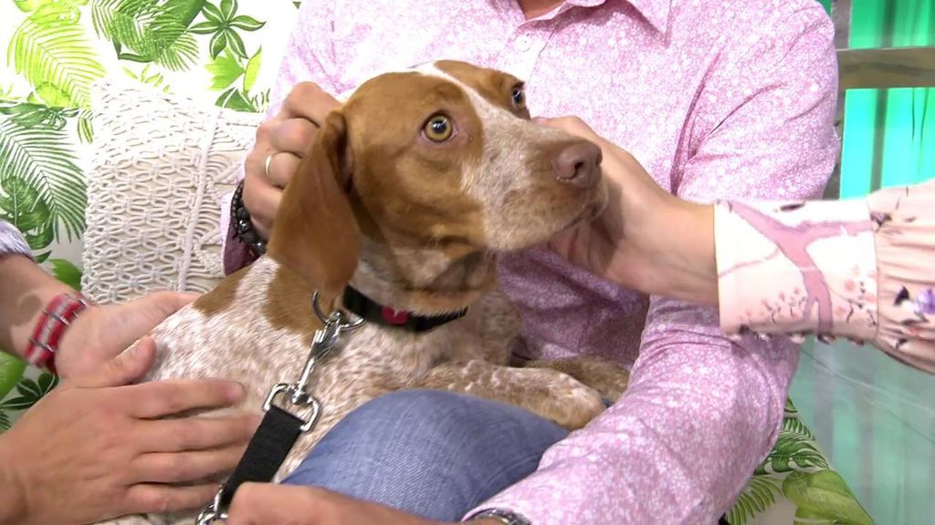 Adopta a Magie y bríndale el hogar que se merece