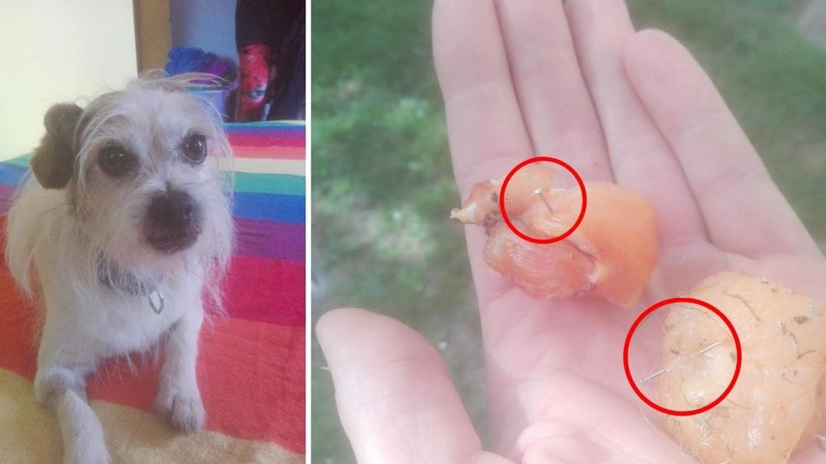Denuncian la aparición de comida con clavos en A Coruña, que fue ingerida por un perro
