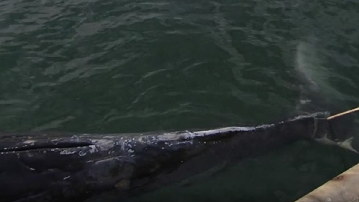Aparece una cría de ballena muerta en el puerto de Gandía