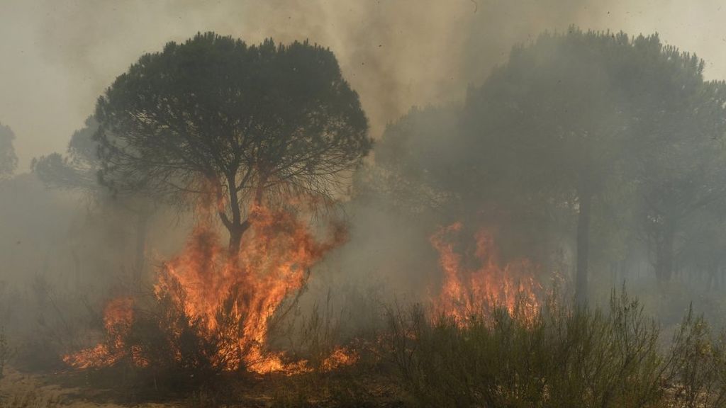 Las llamas queman un árbol