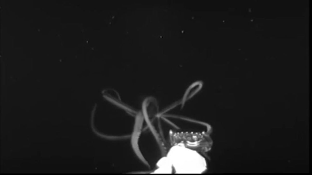 Científicos consiguen grabar un calamar gigante en México