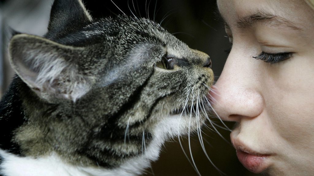 Beneficios para la salud mental de vivir con un gato