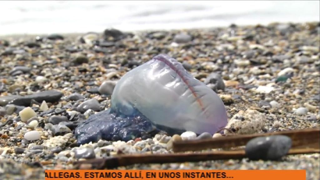 Así es la carabela portuguesa, la medusa que ha picado a 7 personas en Benidorm