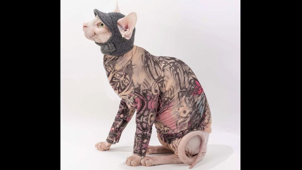 Tu gato ya puede estar tatuado sin tinta ni agujas