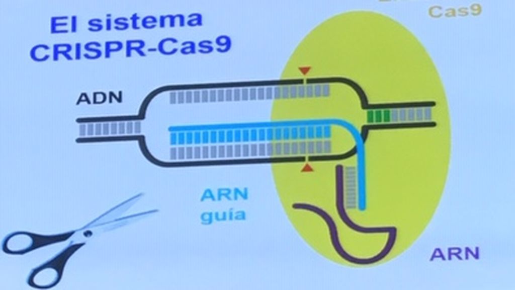 20190625-SOC CRISPR1