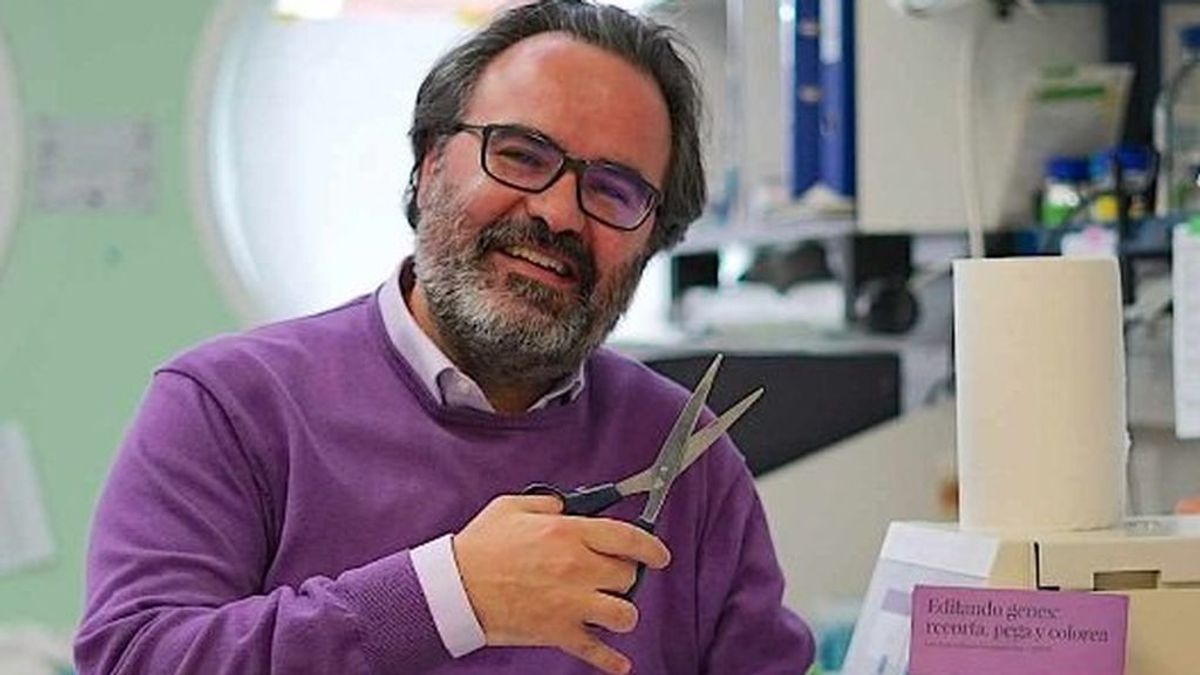 El científico Lluís Montoliu pide que se regule la manipulación genética El científico Lluís Montoliu pide que se regule la manipulación genética