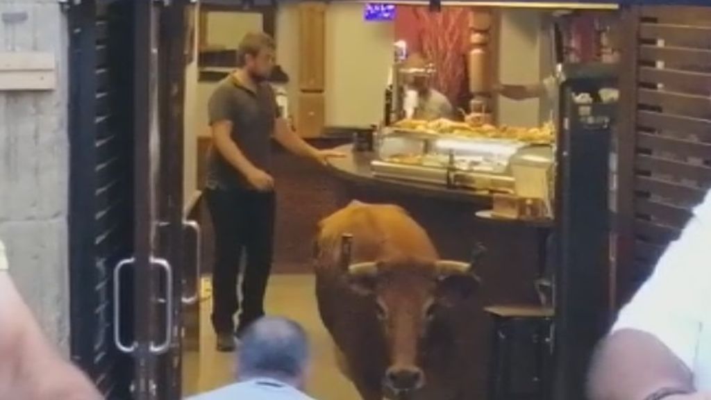 Una vaquilla se cuela en un bar de Laguardia durante un encierro