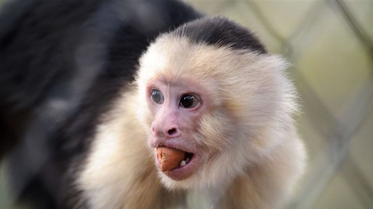 Monos salvajes de Brasil llevan 3.000 años usando herramientas