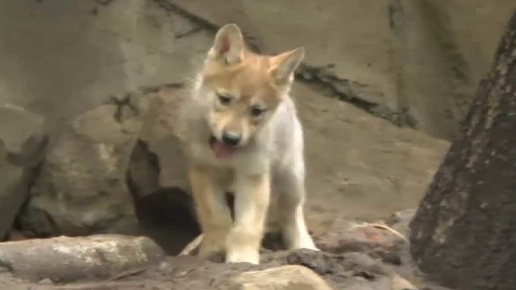 Seis cachorros de lobo en peligro de extinción, estrellas de un zoo de Ciudad de México