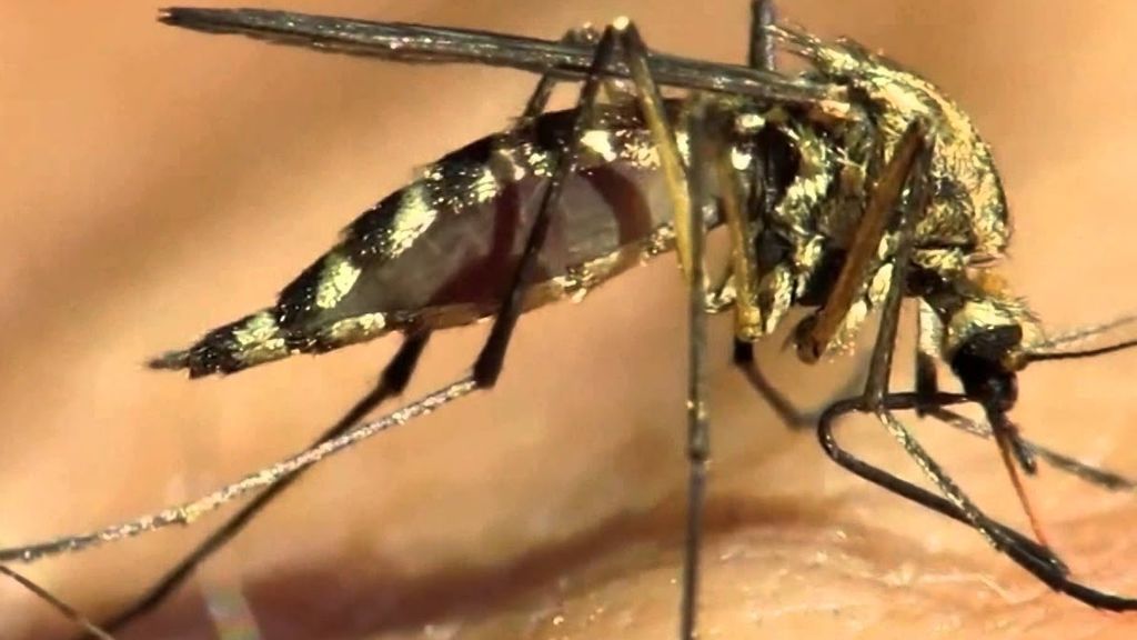 El mosquito tigre coloniza 300 pueblos valencianos y provoca una psicosis entre los vecinos El mosquito tigre coloniza 300 pueblos valencianos y provoca una psicosis entre los vecinos