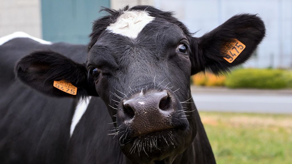 cow-3355942_1920