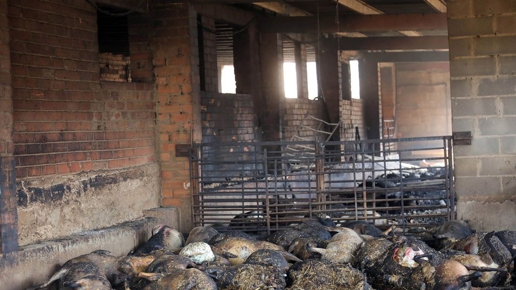 Los animales se llevan la peor parte