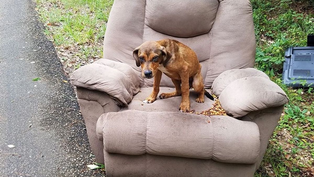 Un dueño abandona a su perro en medio de la carretera junto con una silla y un televisor en EEUU