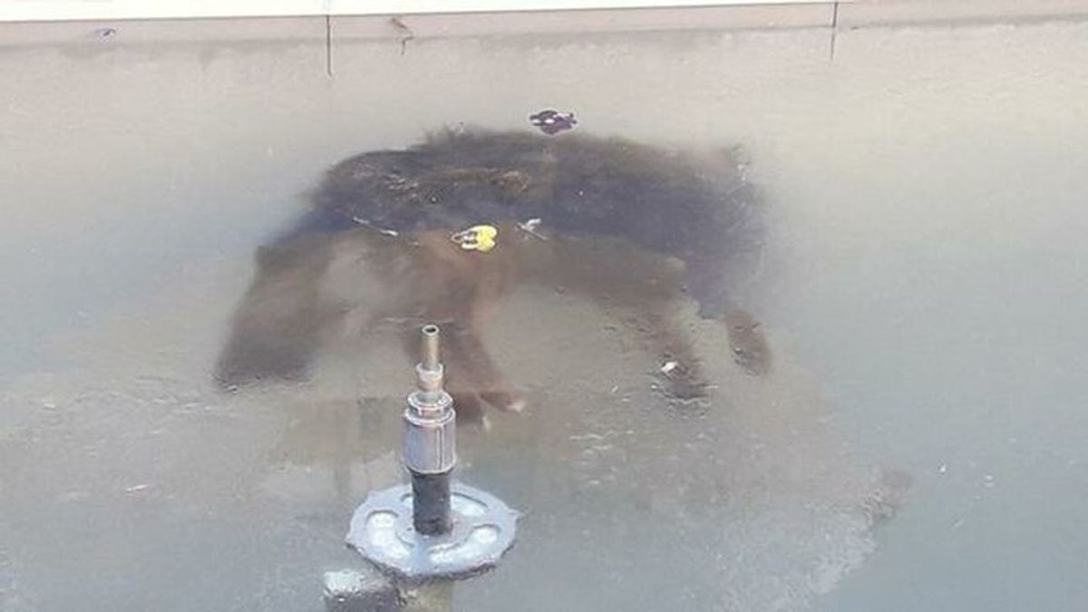 La imagen de un perro congelado en una fuente conmociona Bolivia
