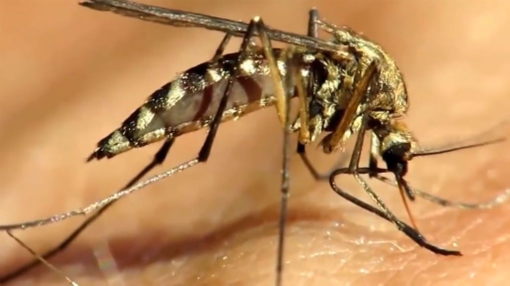 El mosquito tigre invado el municipio valenciano de Alzira
