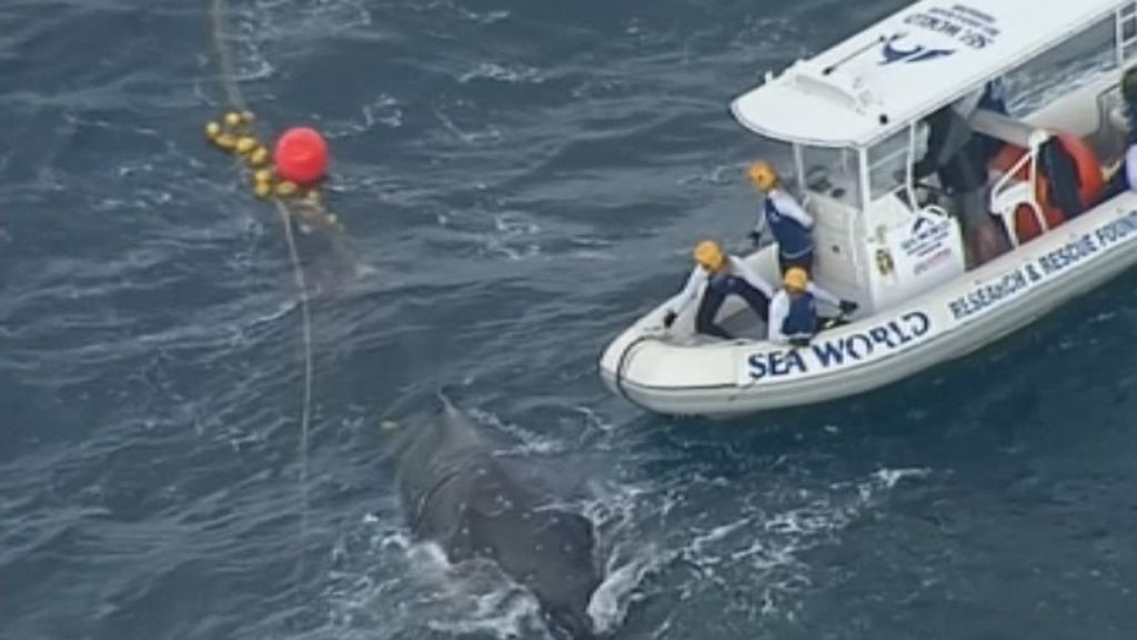 Laborioso rescate de una ballena enredada en unas redes en Australia