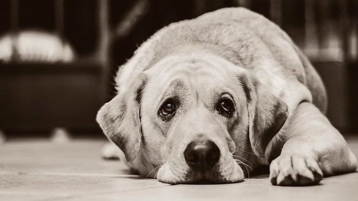 Fuenlabrada ayuda a las mascotas que también son víctimas de la violencia de género