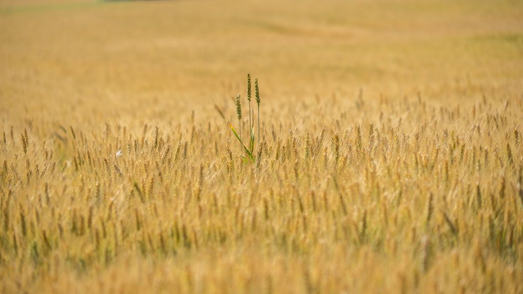 Ramón Jolis en Sant Vicenç de Torello, Barcelona