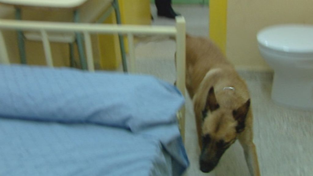 Las cárceles de España empiezan a usar perros entrenados para detectar la droga en sus calabozos