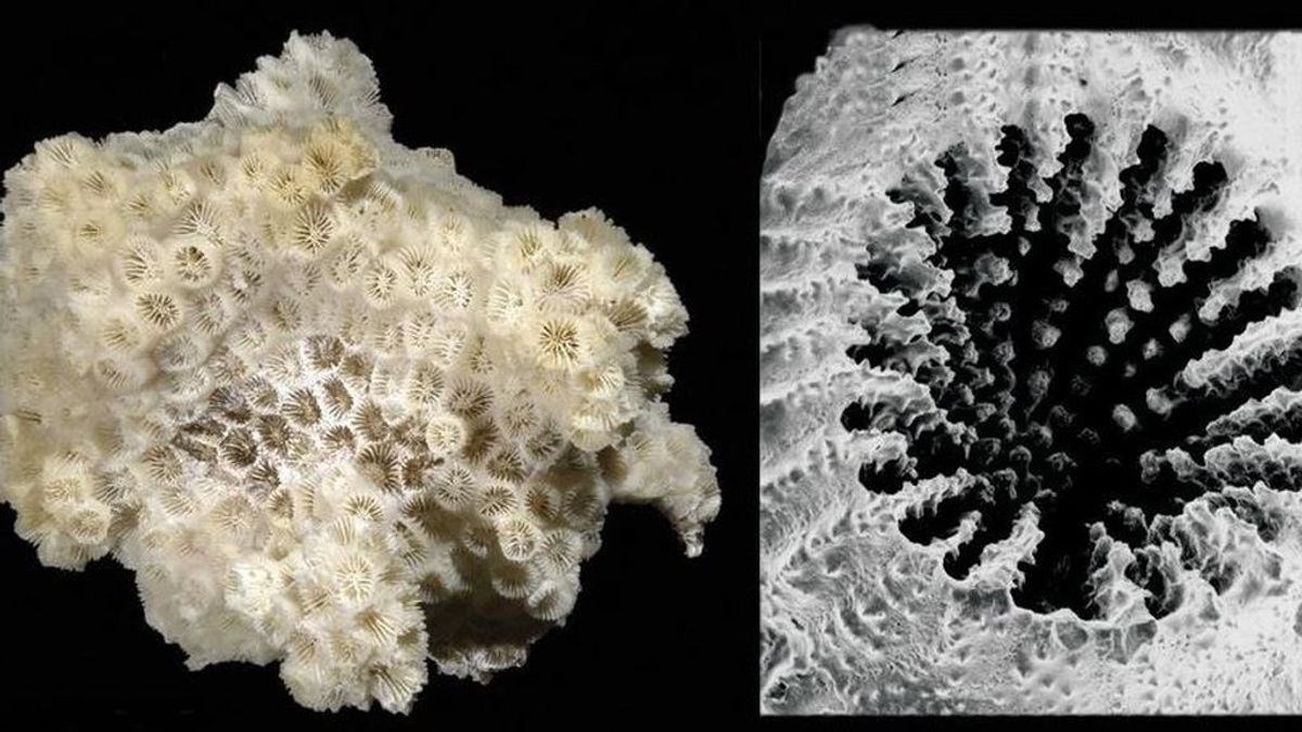 Un coral prefiere comer microplásticos a alimentos naturales