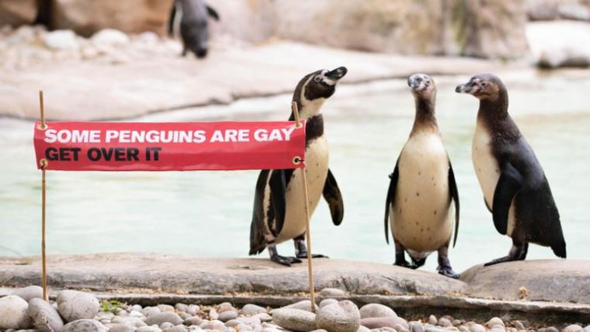 190627174956-london-zoo-gay-penguins-exlarge-169