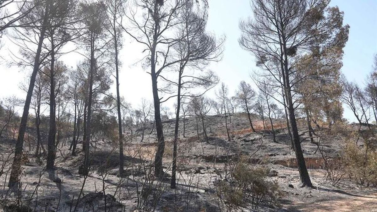 El alcalde de Flix, Tarragona, quiere declarar la región afectada por el incendio como zona catastrófica