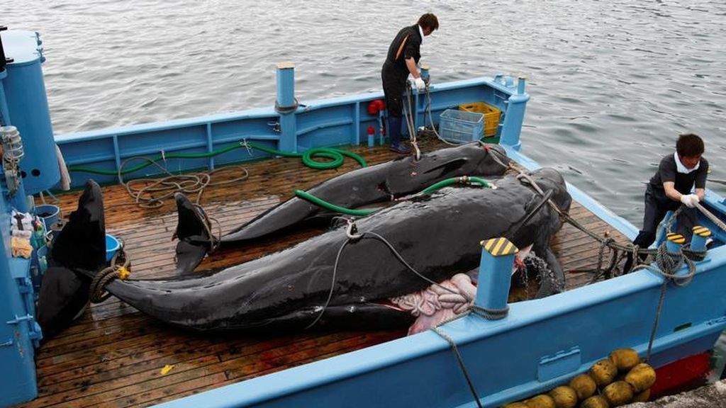 El lunes volverá a ser legal la caza comercial de ballenas en Japón después de 30 años