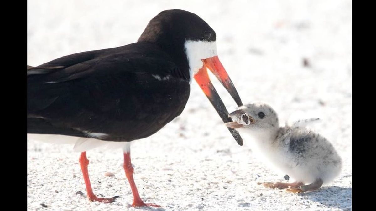 Se hace viral la imagen de un ave alimentando a su cría con una colilla de la playa