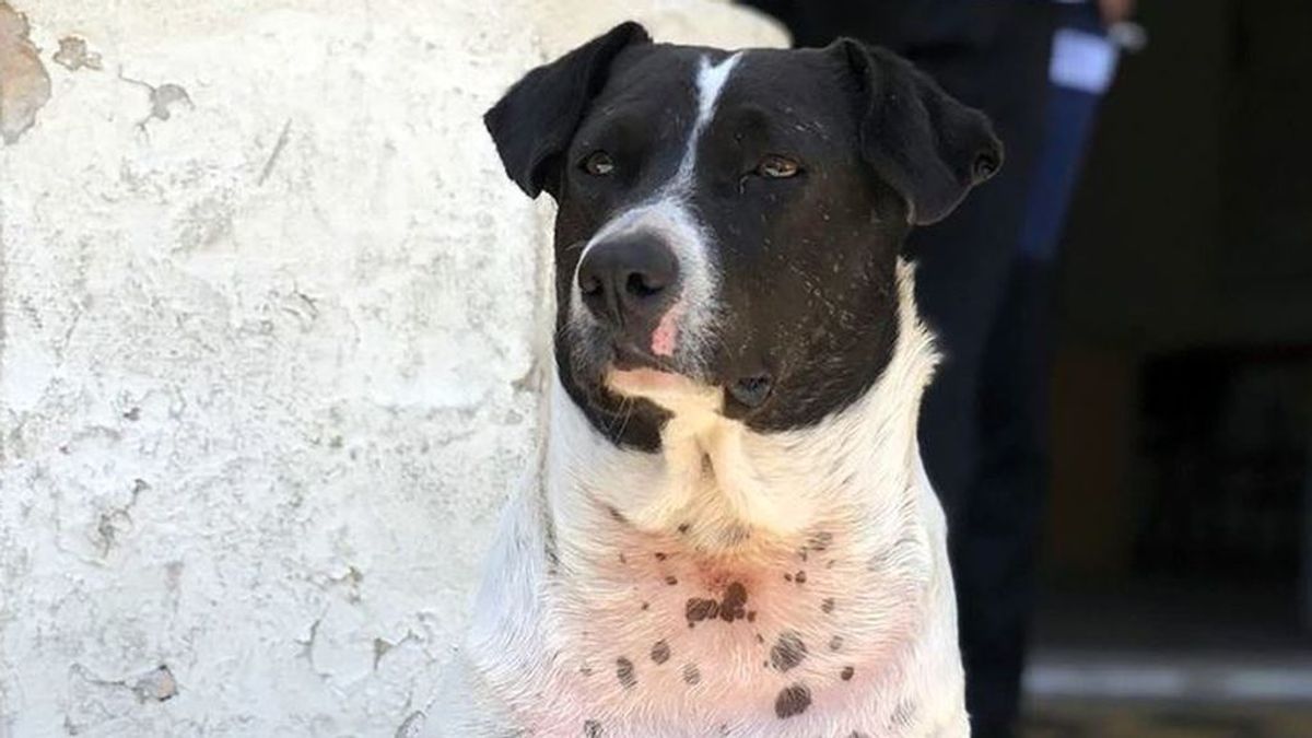 La historia del falso perro callejero que engañó a estudiantes y profesores de una facultad en Rosario