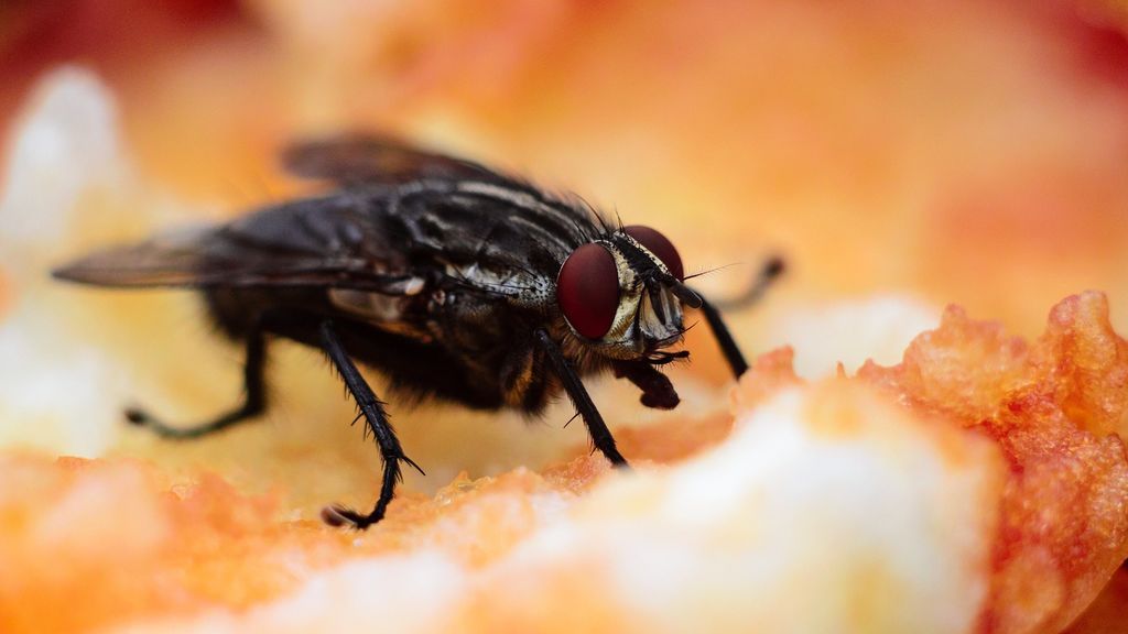 Poderosa trampa con azúcar para eliminar moscas y mosquitos de la fruta de la cocina