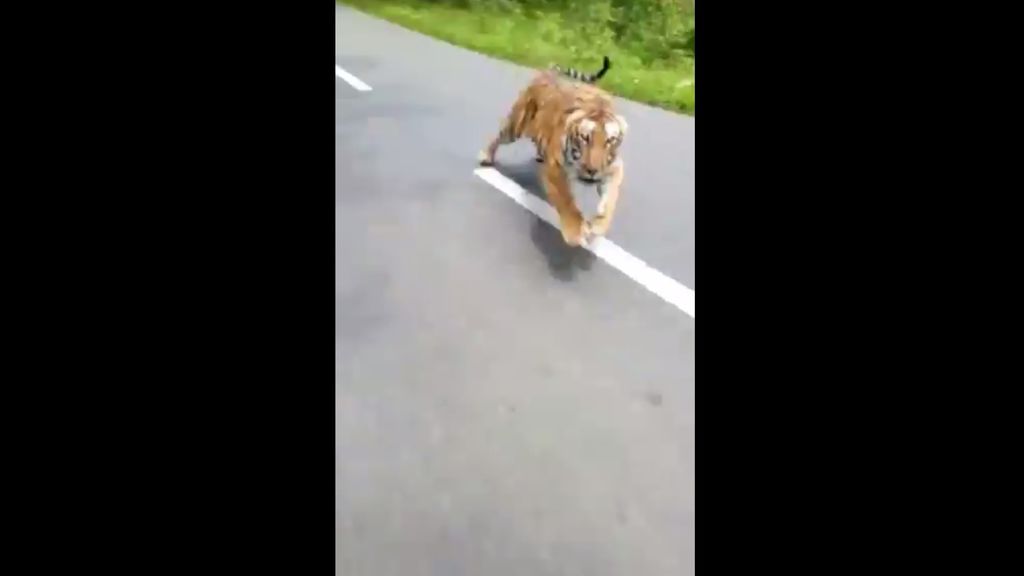 Dos motoristas escapan del ataque de un tigre de bengala en el último momento