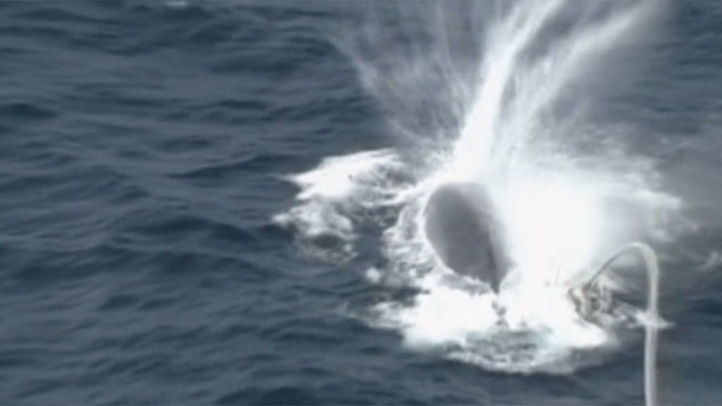 Japón desoye la repulsa internacional y vuelve a cazar ballenas con fines comerciales a cara descubierta
