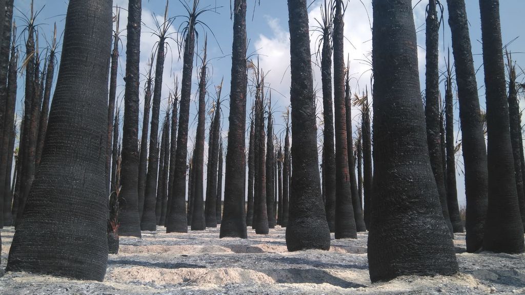 La policía busca a un pirómano tras el incendio de más de 8.000 palmeras en Elche La policía busca a un pirómano tras el incendio de más de 8.000 palmeras en Elche