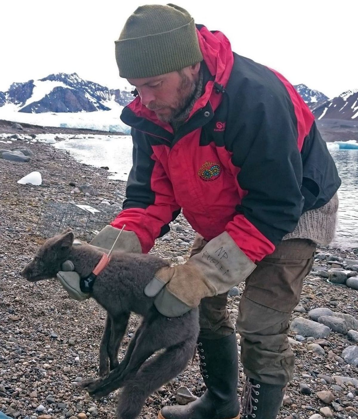El increible viaje de una hembra de zorro entre Noruega y Canadá