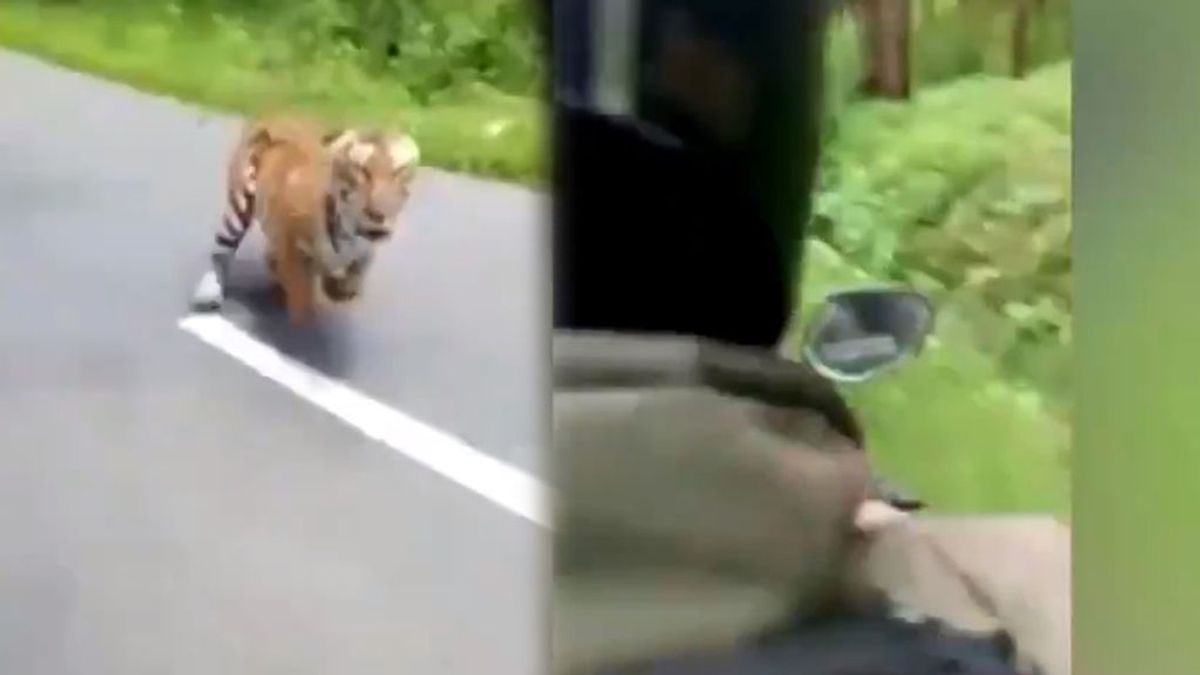 El enfurecido ataque de un tigre a dos motoristas en una carretera de la India