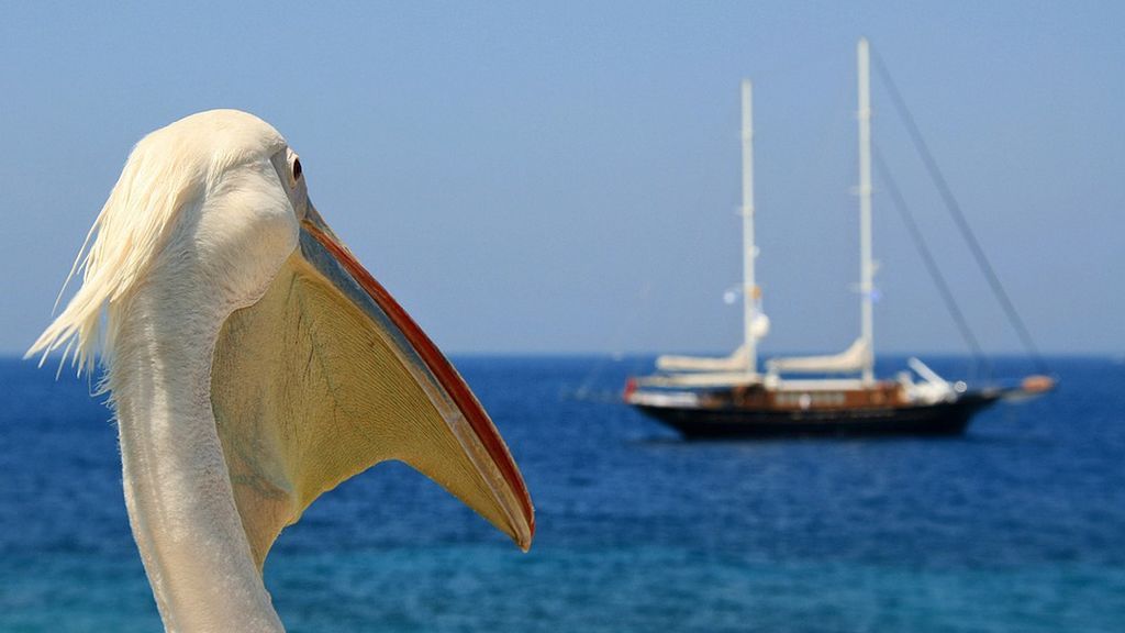 pelican-4260045_960_720