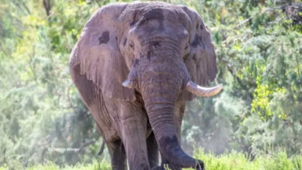 Un cazador asesina a un elefante en Namibia tras la autorización de su Gobierno