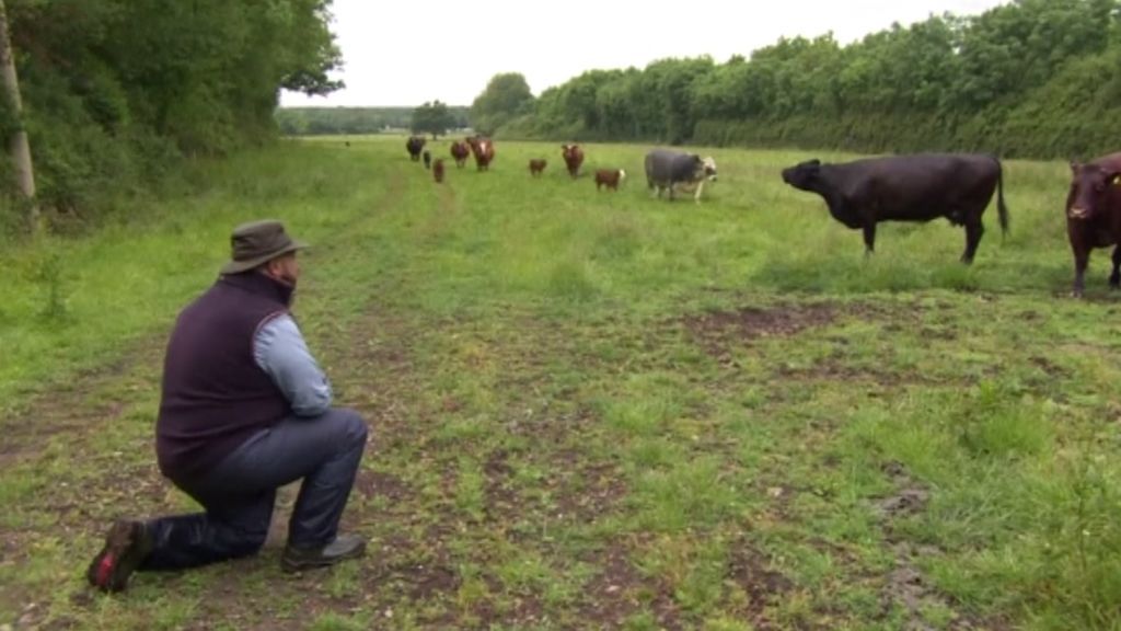 Un veterinario le canta ópera a las vacas para relajarlas