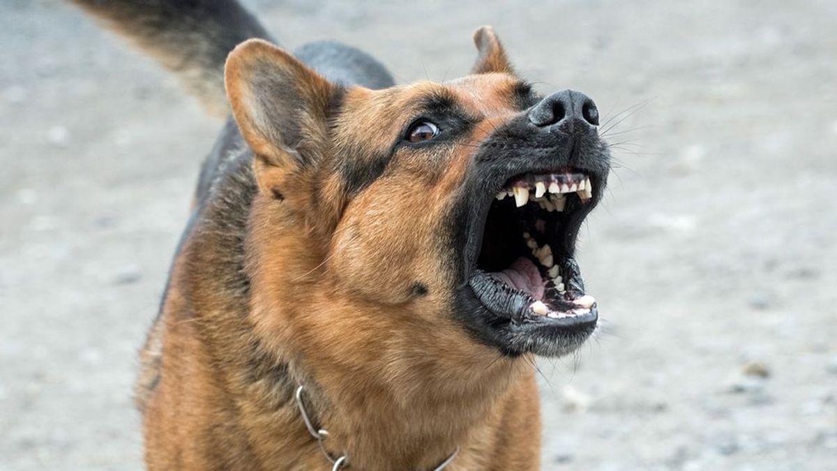 Un policía mata de un disparo a un perro peligroso para defenderse de su ataque en Barcelona
