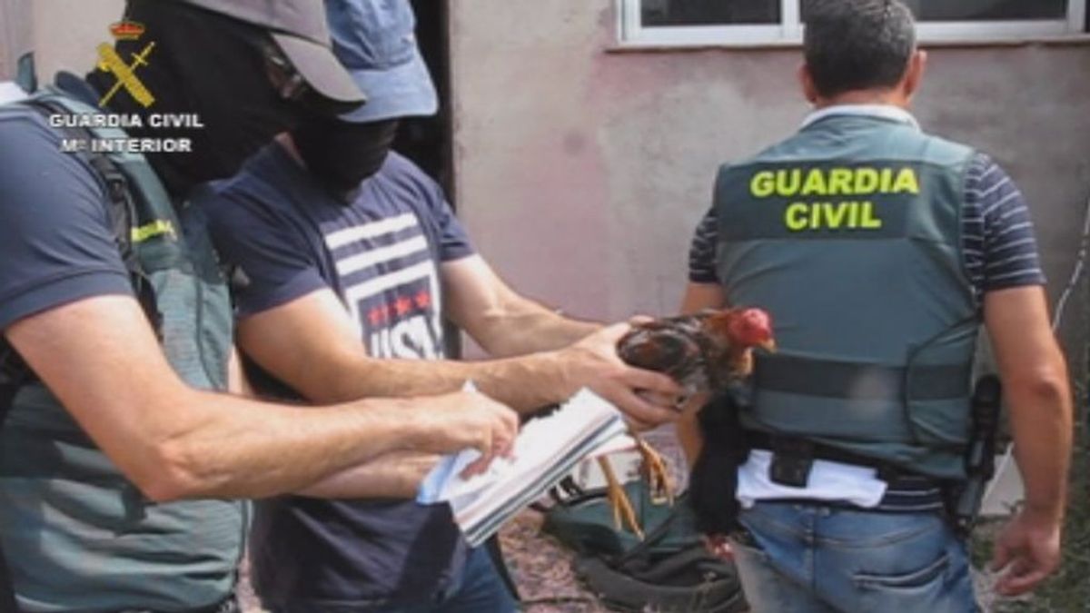 La Guardia Civil detiene a 13 personas por organizar peleas de gallos clandestinas en Tordesillas