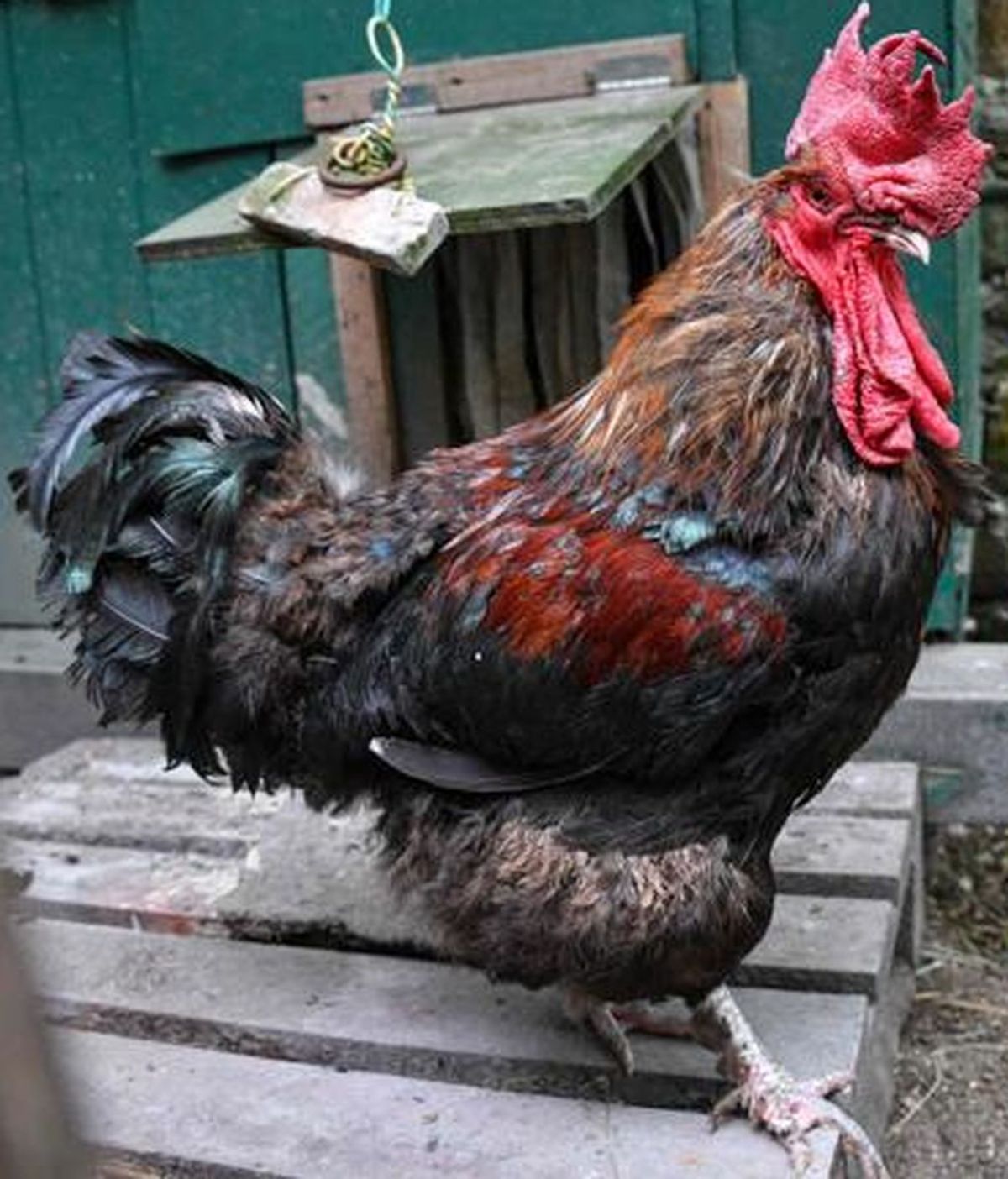Demandan en Francia a Maurice, un gallo que "canta demasiado pronto" Demandan en Francia a Maurice, un gallo que "canta demasiado pronto"